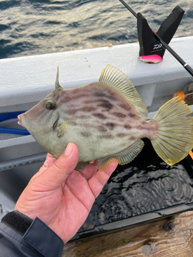 カワハギの釣果