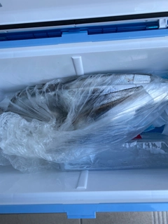 タチウオの釣果