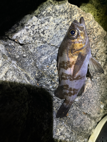 メバルの釣果