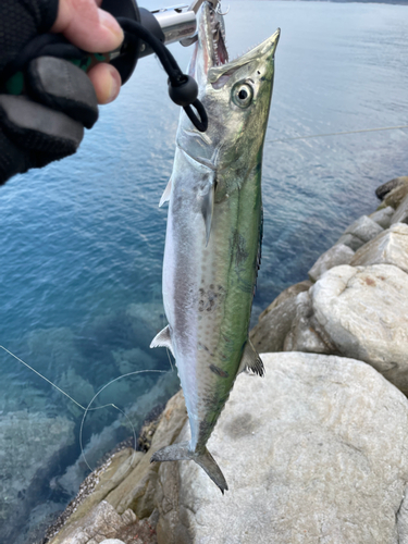 サゴシの釣果