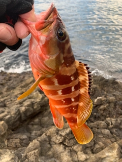 アカハタの釣果