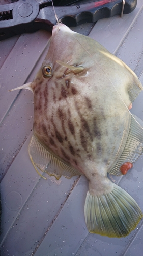 カワハギの釣果