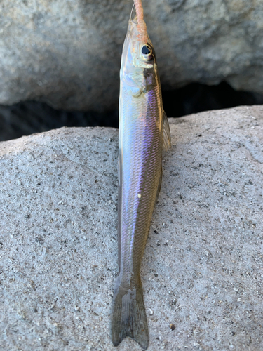 シロギスの釣果