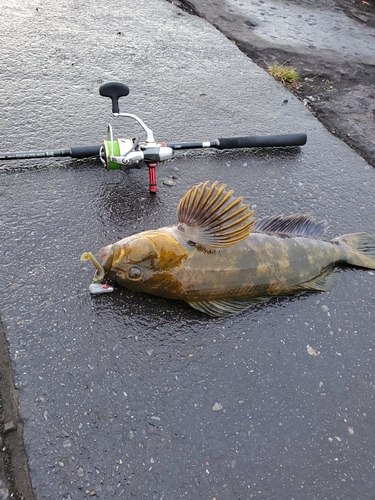 アイナメの釣果