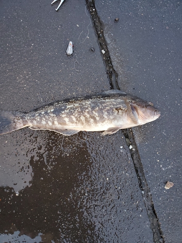 アイナメの釣果