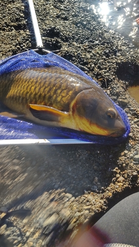 コイの釣果