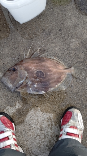 マトウダイの釣果