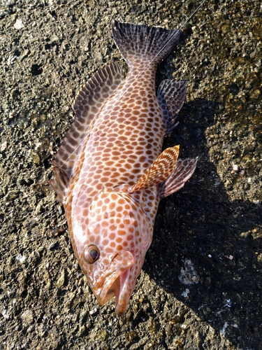 オオモンハタの釣果