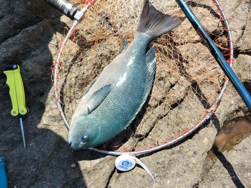 クチブトグレの釣果