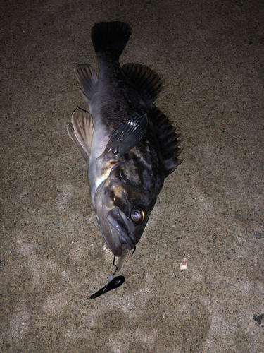 クロソイの釣果