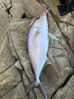 ヒレナガカンパチの釣果