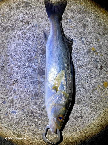 セイゴ（マルスズキ）の釣果