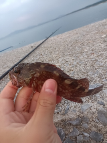 アラカブの釣果