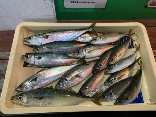 アジの釣果