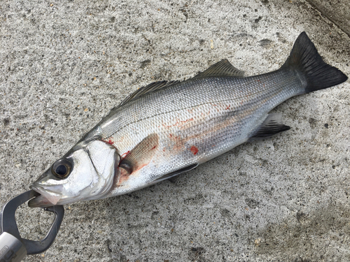 セイゴ（ヒラスズキ）の釣果