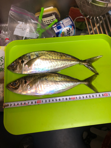 アジの釣果