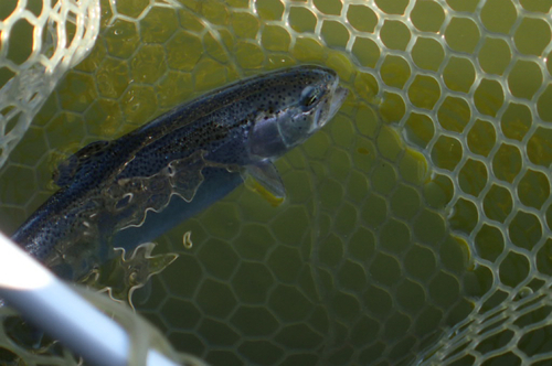 ニジマスの釣果