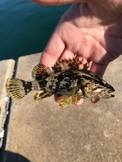 タケノコメバルの釣果