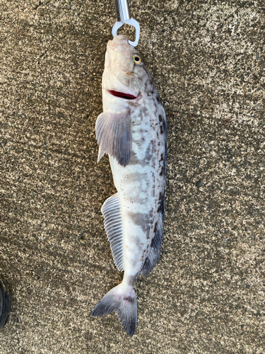 ホッケの釣果