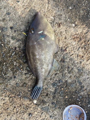 カワハギの釣果