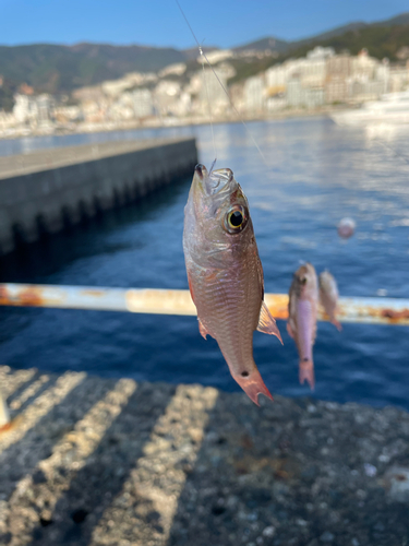 ネンブツダイの釣果