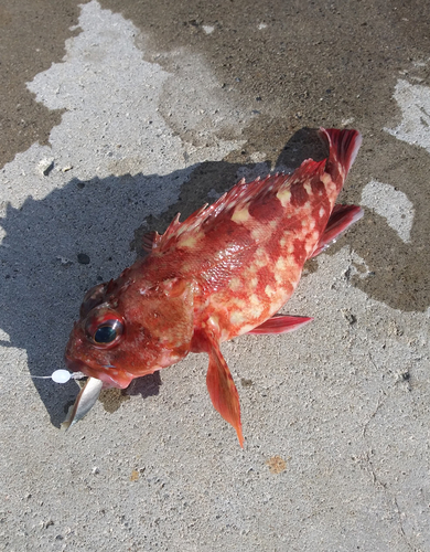 カサゴの釣果