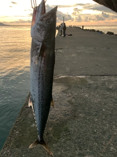 サゴシの釣果