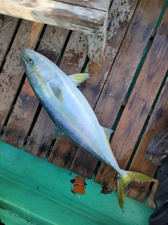 ハマチの釣果