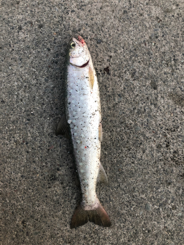 アメマスの釣果