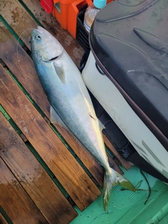 ハマチの釣果