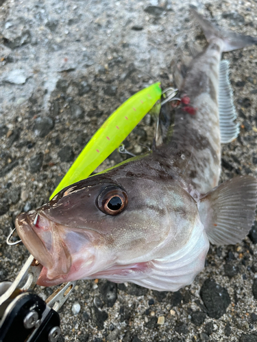 クロソイの釣果