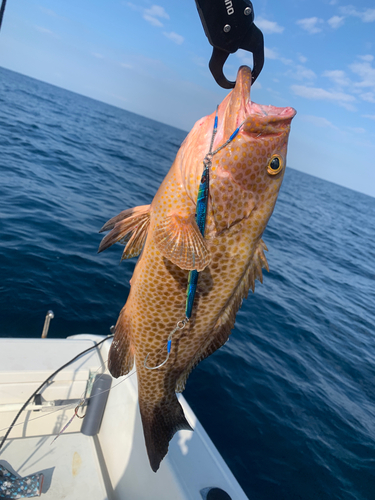 オオモンハタの釣果