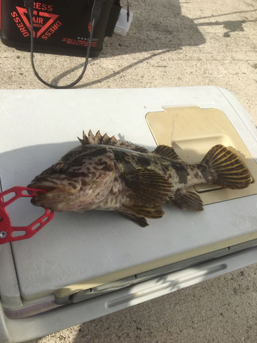 タケノコメバルの釣果