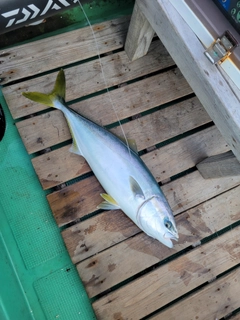 ワカシの釣果