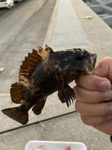 ムラソイの釣果