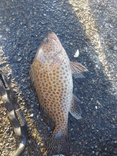 オオモンハタの釣果