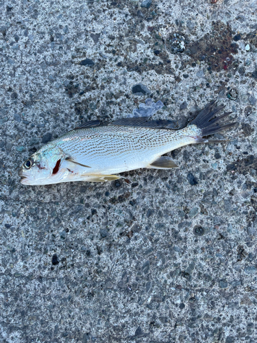 イシモチの釣果