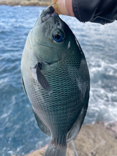 グレの釣果