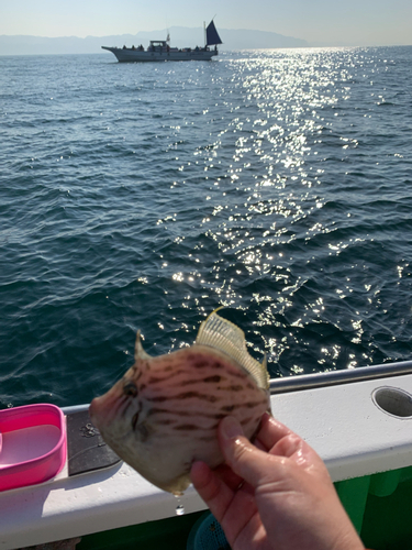 カワハギの釣果