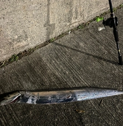 タチウオの釣果