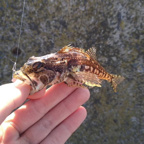 アナハゼの釣果