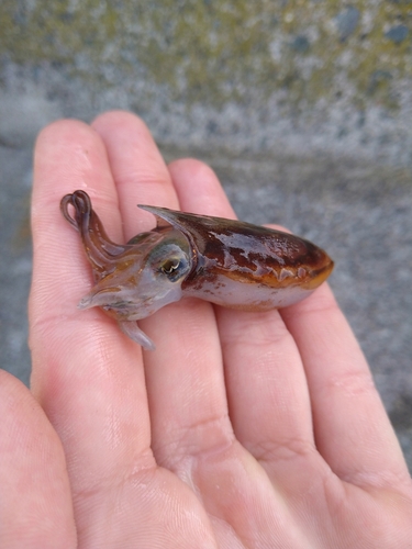 イカの釣果