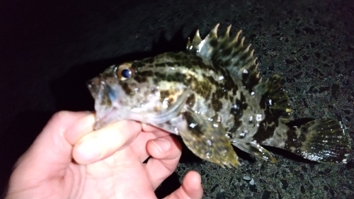 タケノコメバルの釣果