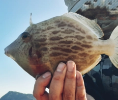 カワハギの釣果