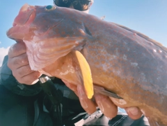 アコウの釣果