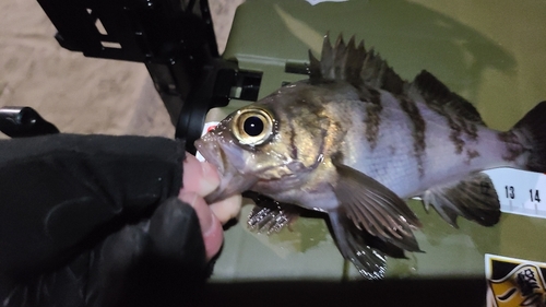 メバルの釣果