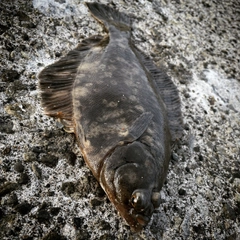 クロガシラガレイの釣果