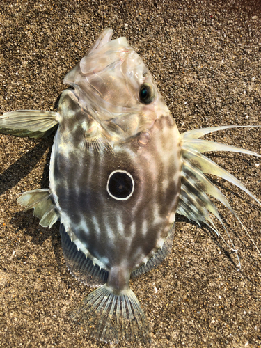 マトウダイの釣果