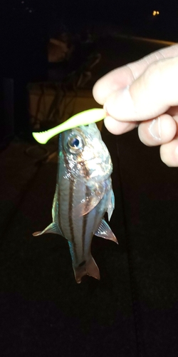 オオスジイシモチの釣果