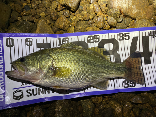 ブラックバスの釣果